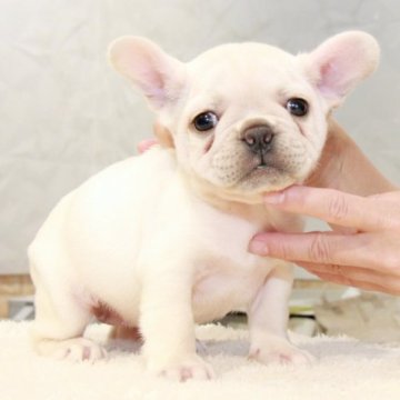 フレンチブルドッグ【埼玉県・女の子・2023年8月22日・クリーム】の写真「ムチムチずんぐりの愛らしい女の子！」