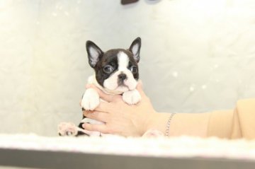 ボストンテリア【埼玉県・女の子・2021年10月2日・ボストンカラー】の写真「綺麗なお顔の美人三姉妹！」