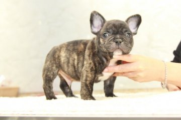 フレンチブルドッグ【埼玉県・男の子・2021年9月19日・ブリンドル】の写真「タイガーブリンドル！」