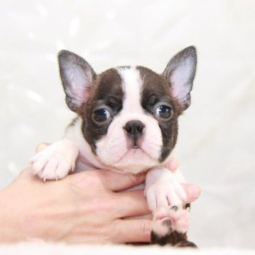 ボストンテリア【埼玉県・女の子・2023年4月5日・ボストンカラー】の写真「EXCELLENT★★★」