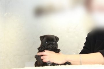 パグ【埼玉県・女の子・2021年12月4日・ブラック】の写真「EXCELLENT★★★！」