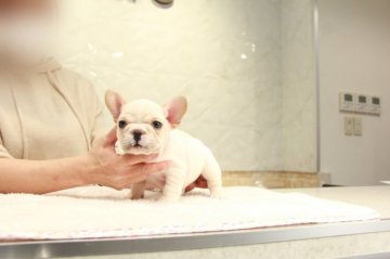 フレンチブルドッグ【埼玉県・女の子・2022年1月1日・クリーム】の写真「小ぶりな女の子！」