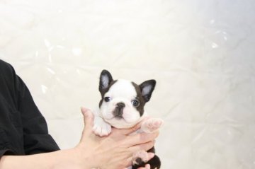 ボストンテリア【埼玉県・男の子・2022年4月2日・ボストンカラー】の写真「個性的なカラーのボステリちゃん！」
