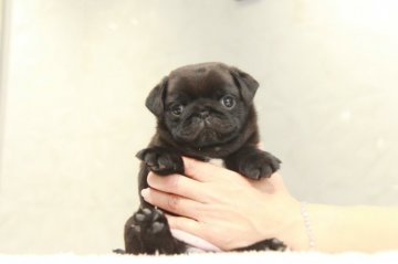 パグ【埼玉県・女の子・2022年2月11日・ブラック】の写真「EXCELLENTパピー！」