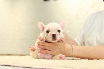 フレンチブルドッグ【埼玉県・男の子・2021年6月1日・クリーム(希少ホワイト色)】の写真「大人気のホワイトカラーです！」