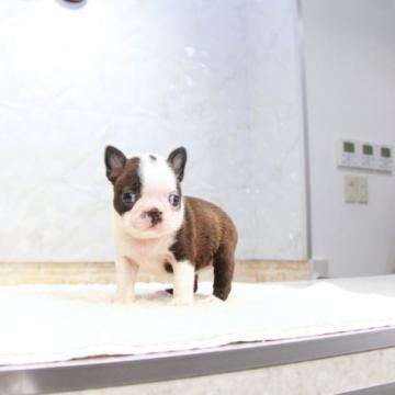 ボストンテリア【埼玉県・女の子・2022年7月13日・ボストンカラー】の写真「極小のボストンテリア」