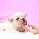 フレンチブルドッグ【埼玉県・女の子・2023年8月2日・クリーム】の写真1「8/28撮影」