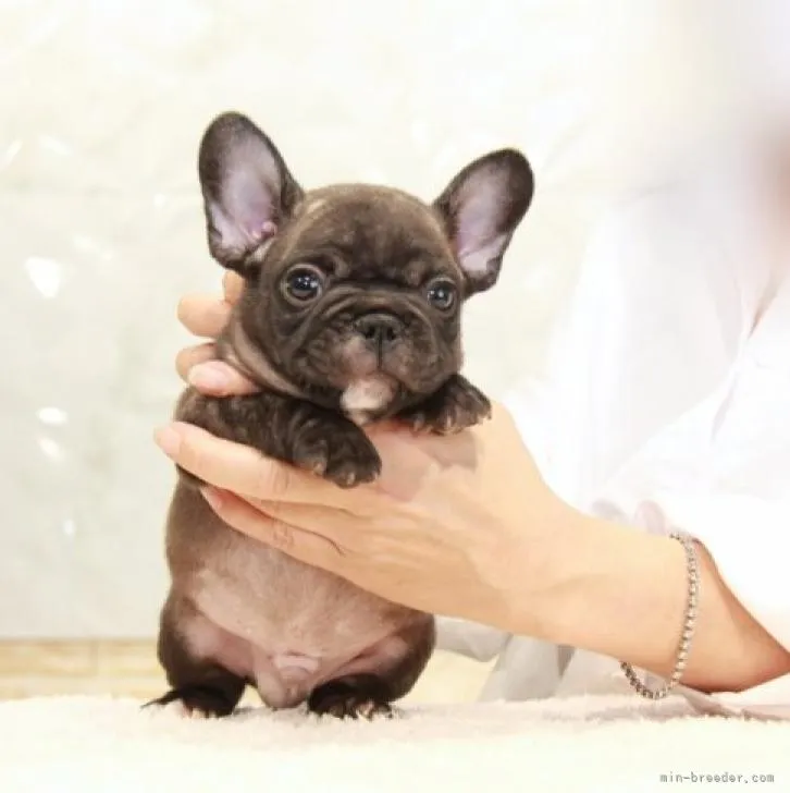 ID:2209-03942の子犬