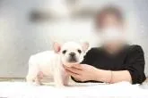 フレンチブルドッグ【埼玉県・男の子・2022年9月11日・クリーム】の写真3「10/22撮影」