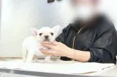フレンチブルドッグ【埼玉県・男の子・2022年1月17日・クリーム】の写真3