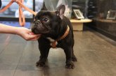 フレンチブルドッグ【・男の子・2021年6月19日・ブリンドル】