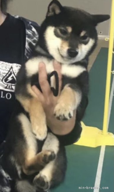 犬飼政人ブリーダー
