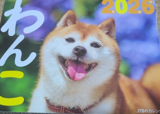 犬飼政人ブリーダーのブログ：りこちゃん大活躍😃
