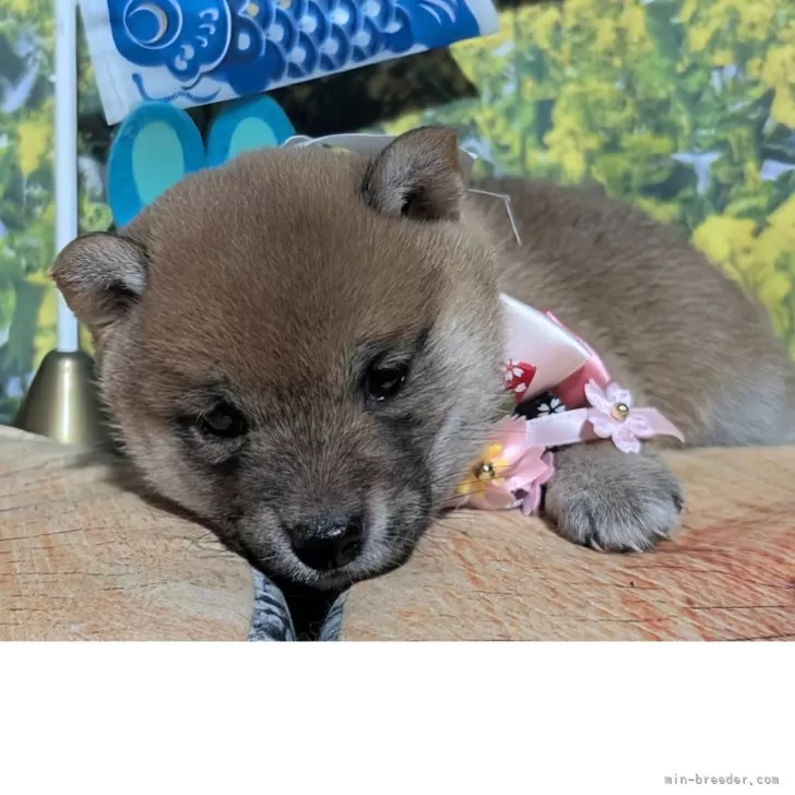 ID：2504-02751の子犬