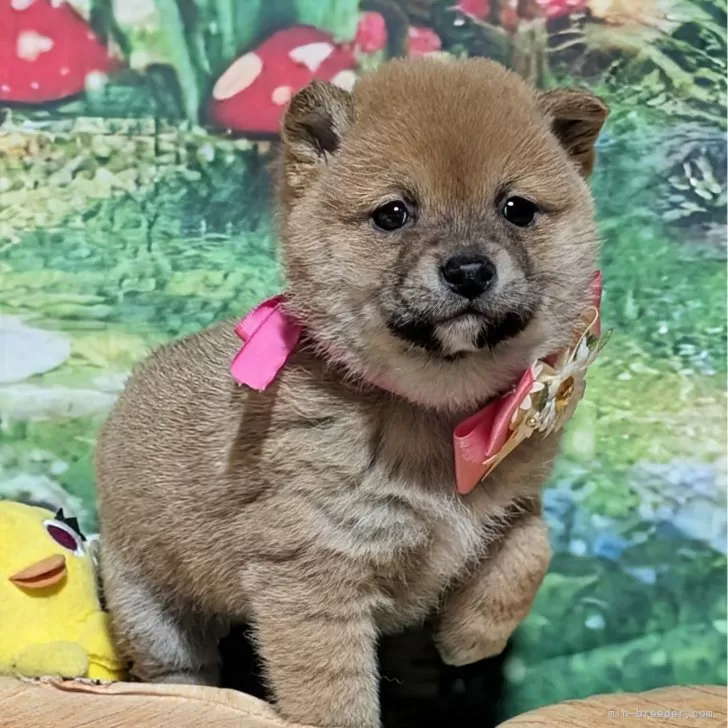 まこと 様のお迎えした子犬