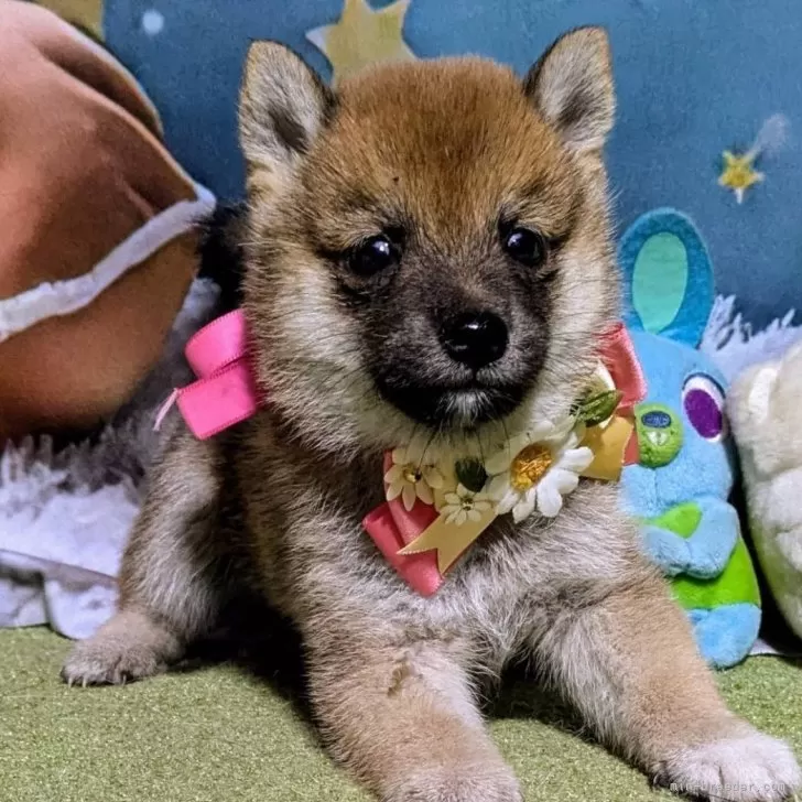 豆柴【岡山県・女の子・2025年7月5日・赤】の写真1