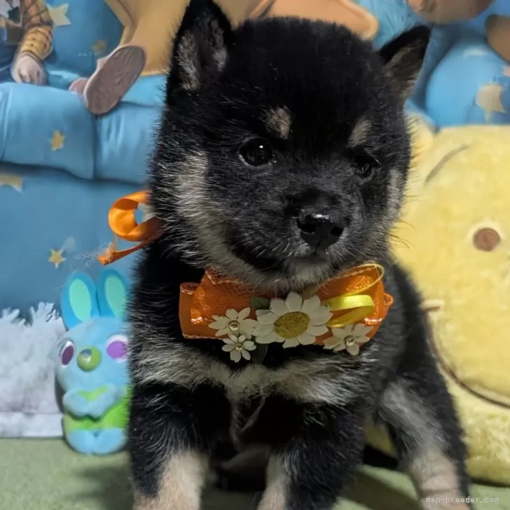 ID：2506-07573の子犬