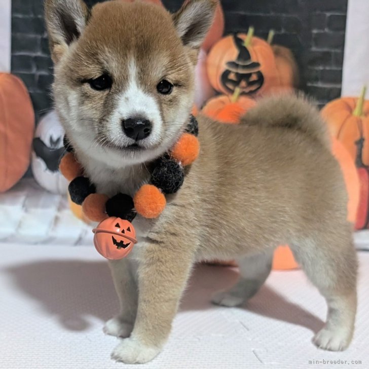 ブリーダー画像