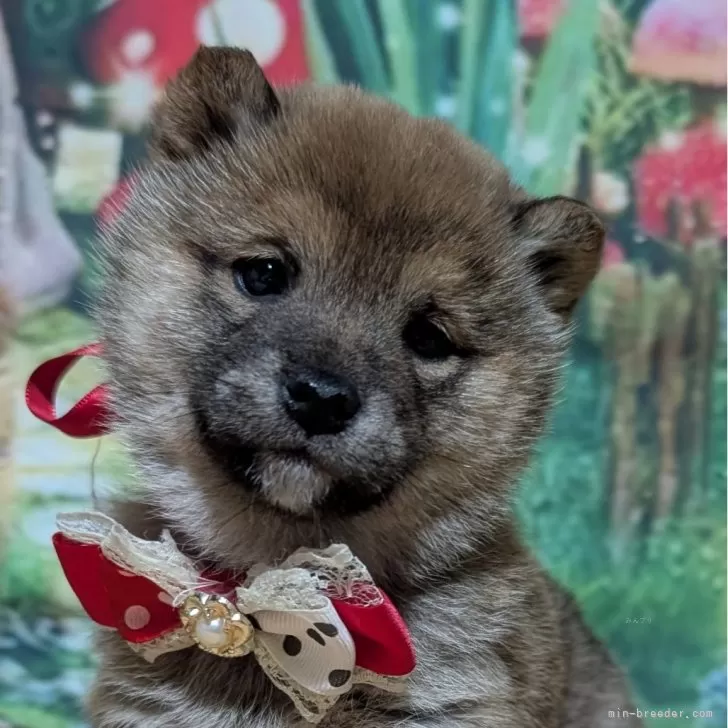 T.K 様のお迎えした子犬