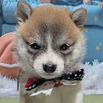 柴犬(豆柴)【岡山県・女の子・2025年6月30日・赤】の写真「可愛い豆柴ちゃんです」