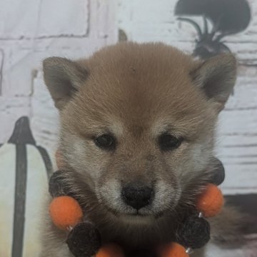柴犬(豆柴)【岡山県・男の子・2025年9月1日・赤】の写真「可愛い豆柴ちゃん」