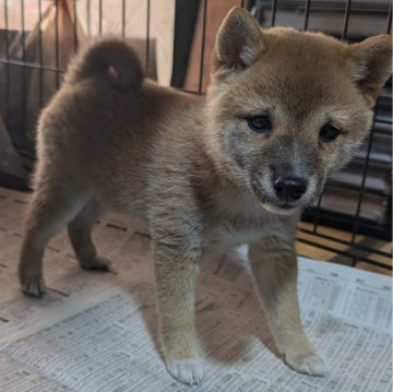 柴犬(豆柴)【岡山県・女の子・2024年9月30日・赤】の写真「両親共豆柴認定犬
両親共遺伝子検査クリア」