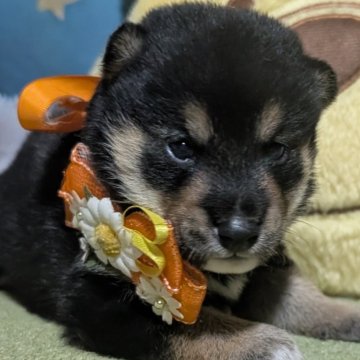 柴犬(豆柴)【岡山県・男の子・2025年8月21日・黒】の写真「可愛い豆柴の赤ちゃん達に沢山出会えます」