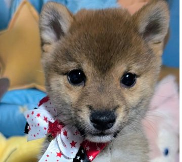 柴犬(豆柴)【岡山県・女の子・2025年6月18日・赤】の写真「かわいすぎる」