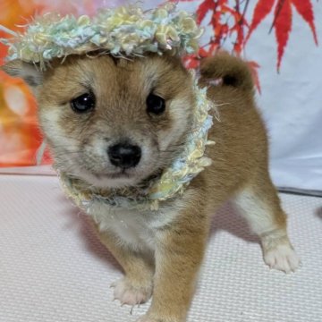 柴犬(豆柴)【岡山県・男の子・2025年10月10日・赤】の写真「可愛い〜男の子です❣️」