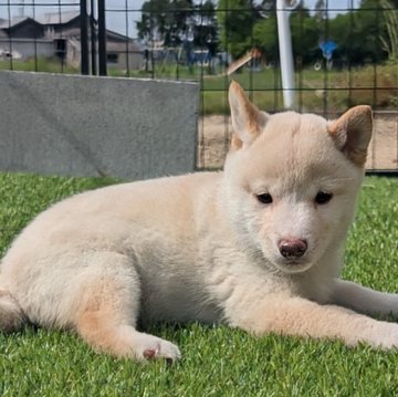 柴犬(豆柴)【岡山県・男の子・2025年3月13日・白】の写真「兄弟の中で1番おっとり君🥰」