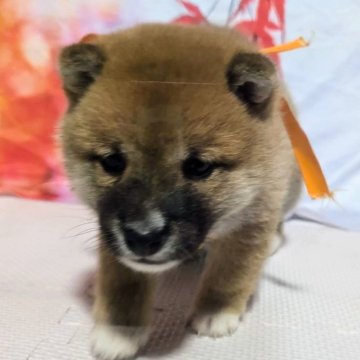 柴犬(豆柴)【岡山県・男の子・2025年9月27日・赤】の写真「ワンワンキャンペーン開催中」