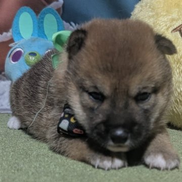 柴犬(豆柴)【岡山県・女の子・2025年9月5日・赤】の写真「出産ラッシュで可愛い豆柴15頭以上います。」