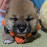 柴犬(豆柴)