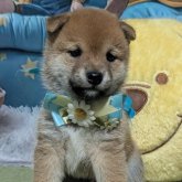 柴犬(豆柴)