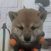 豆柴