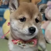 豆柴