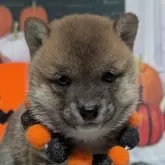 豆柴