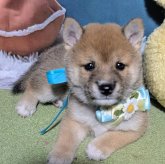柴犬(豆柴)