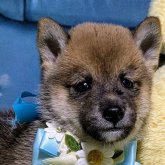 柴犬(豆柴)