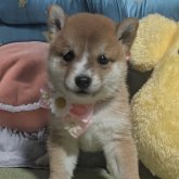 柴犬(豆柴)