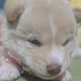 柴犬(豆柴)