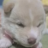 豆柴