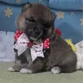 豆柴