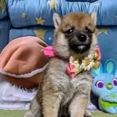 豆柴【岡山県・女の子・2025年7月5日・赤】の写真2