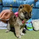 豆柴【岡山県・女の子・2025年7月5日・赤】の写真4