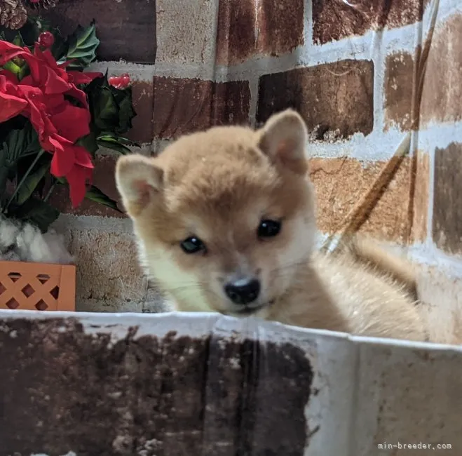 ID:2211-04391の子犬