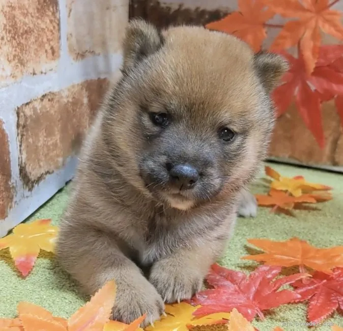 ID：2110-00364の子犬
