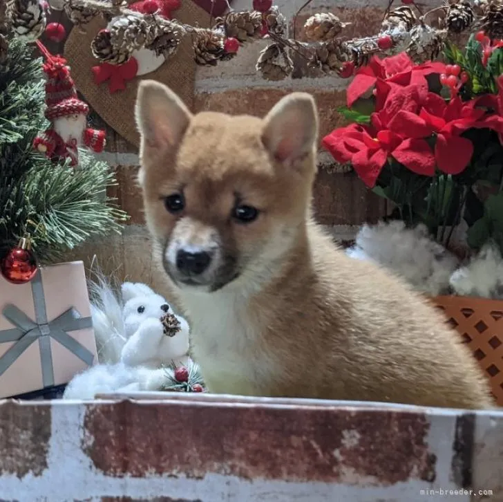 ID：2211-03114の子犬
