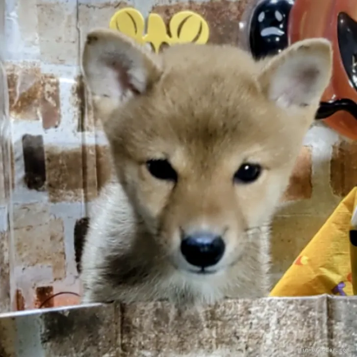 ID：2210-00021の子犬