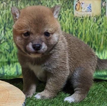 柴犬(豆柴)【岡山県・男の子・2023年2月3日・赤】の写真「両親共豆柴認定犬
両親共遺伝子検査クリア」